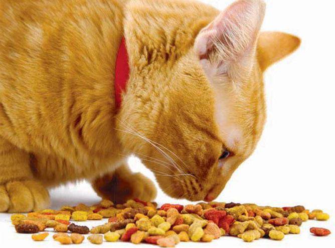 Как приучить взрослую кошку к сухому корму: быстро и просто