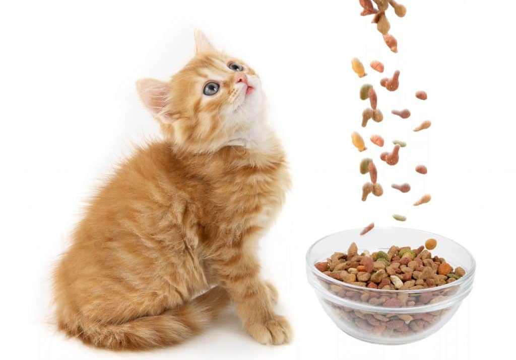 Приучаем кошку к домашней еде: доводы в пользу здорового питания