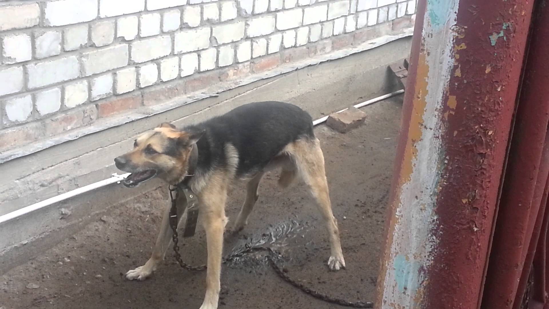 Собака скулит: возможные причины и способы решения проблемы