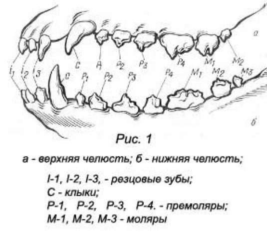 Смена зубов у йорка - когда у йорка выпадают молочные зубы, уход | petguru
