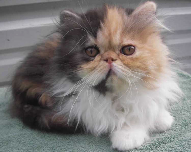 Сколько живут персидские кастрированные коты