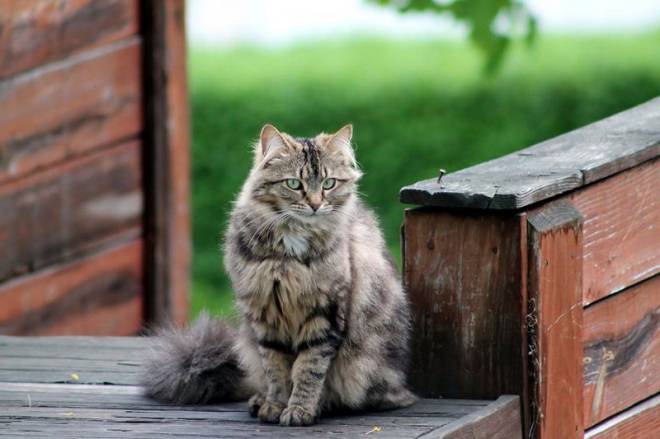 Что делать если потерялась кошка? 27 советов которые помогут ее найти