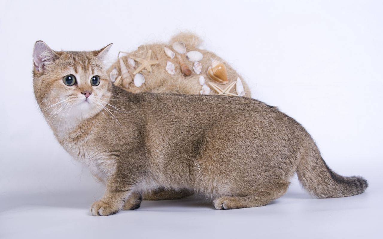 Коты породы манчкин: характер и цена, описание породы и фото коротколапых кошек