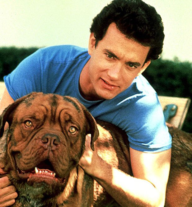 Джек-рассел терьер (фото) — жизнерадостная порода собаки из фильма «маска»