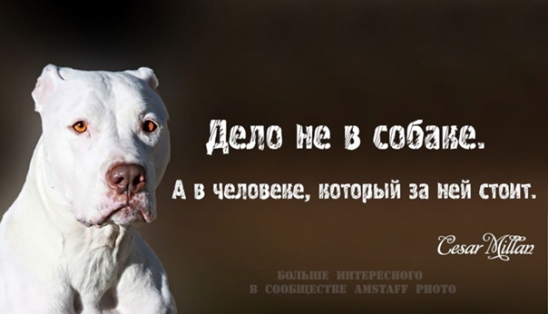 О чем следует знать, прежде чем заводить собаку. семь поводов задуматься - новости - 66.ru