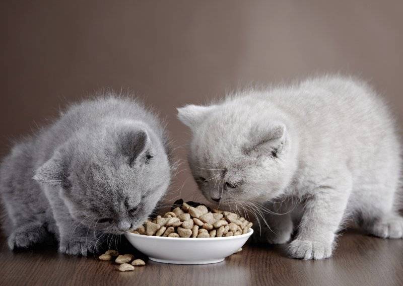 Чем кормить шотландского вислоухого котенка: в 1, 2, 3, 4 или 6 месяцев, натуральное меню, или готовые корма,   витамины, запрещенные продукты