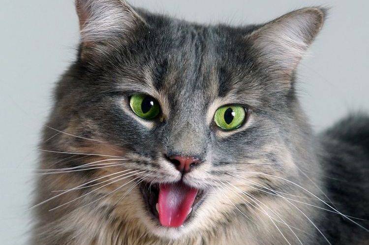 Кошка хрипит при дыхании и тяжело дышит открытым ртом: причины, что делать