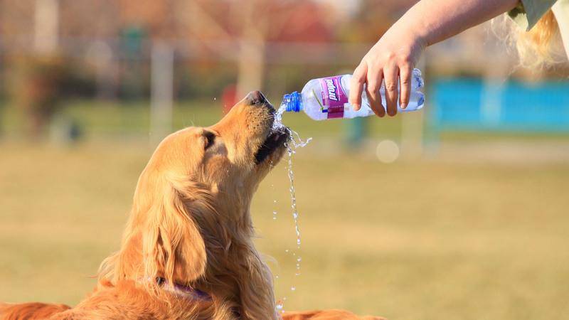 Собака пьет много воды: причины сильной жажды, что делать