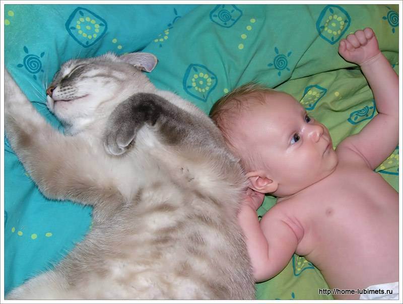 Кошки и новорождённый ребёнок.