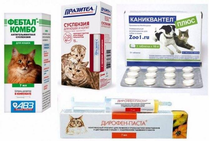 Можно ли давать лекарства от глистов беременной кошке