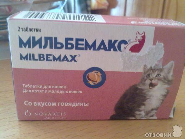 Успокоительное для кошек: какие препараты и когда можно применять