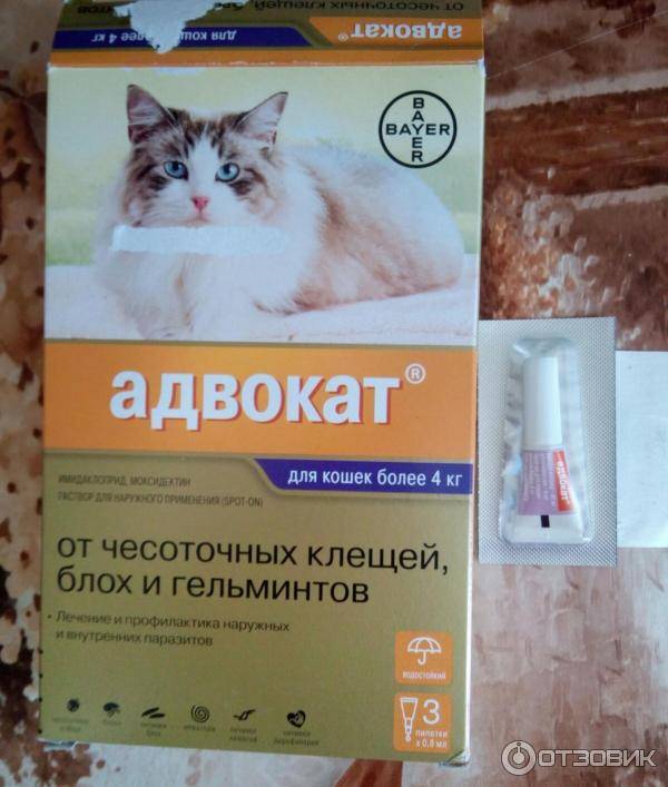 Эффективные средства от блох для кошек