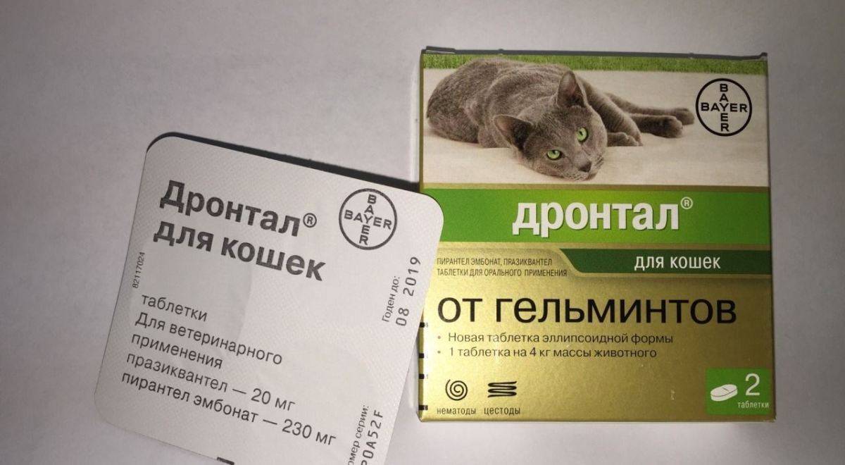 Как часто давать таблетки от глистов кошкам