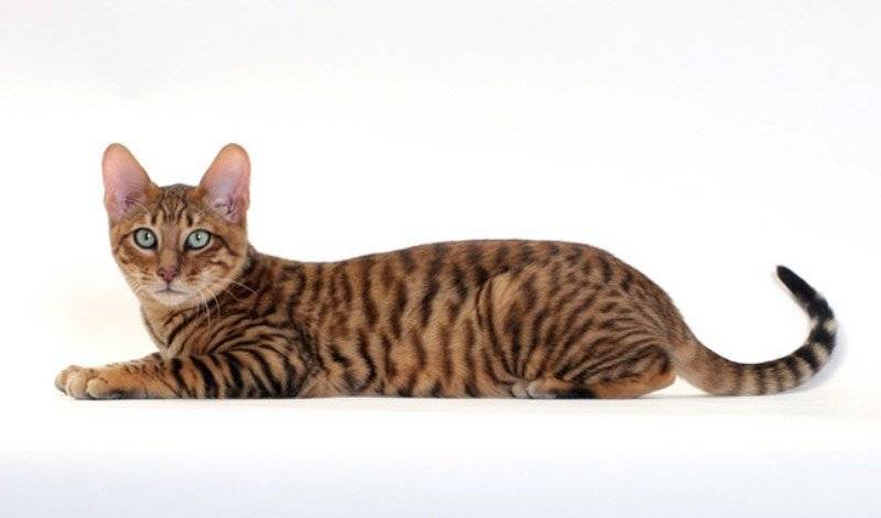 Кошка тойгер (110 фото) - описание внешности, характер, фото, цена, содержание