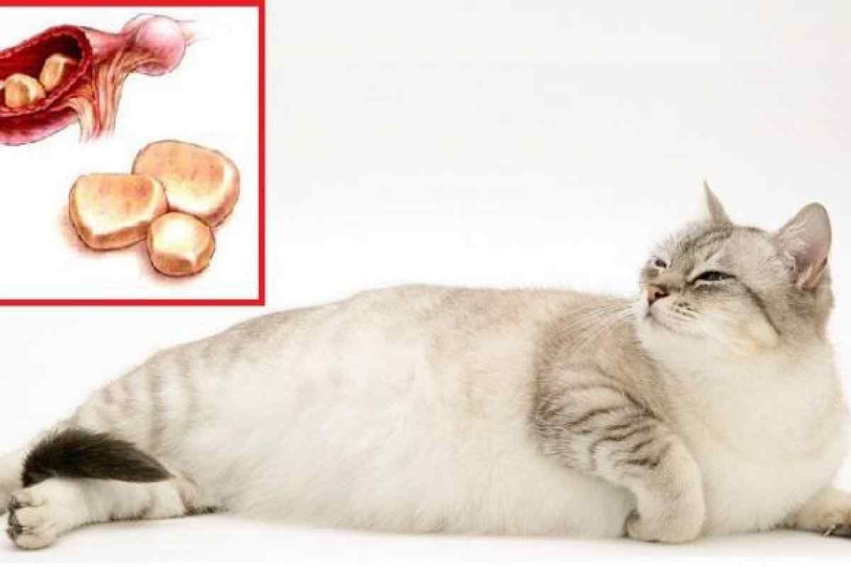Камни в почках у кота, что делать: симптомы и лечение