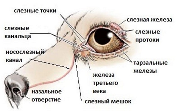 Блефарит у собак