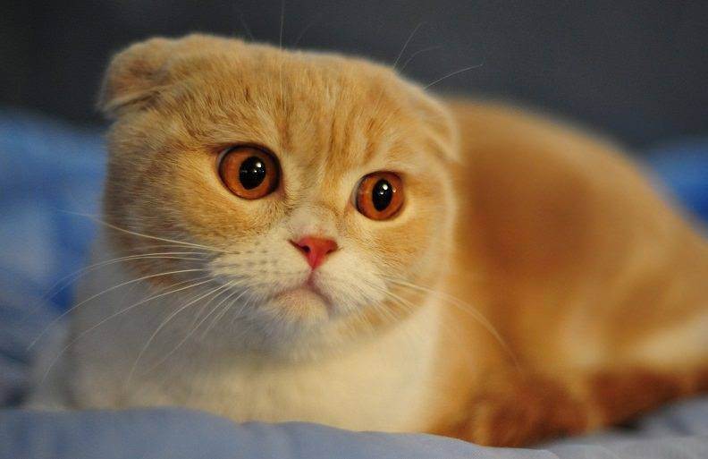 Сколько живут шотландские вислоухие кошки и от чего это зависит?