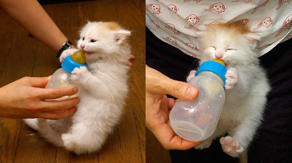 Кошка не пьет воду из миски, совсем, только молоко, после стерилизации, что делать