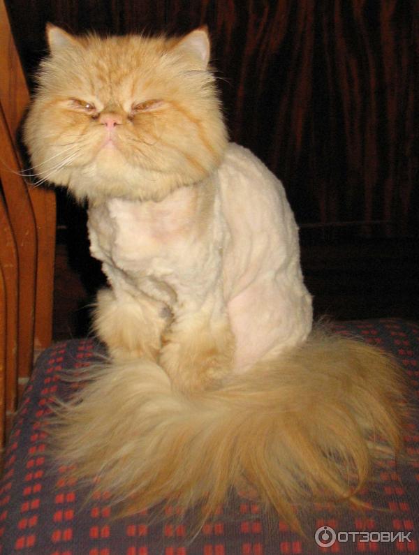 Персидская кошка: 6 разновидностей, сколько лет живут в домашних условиях