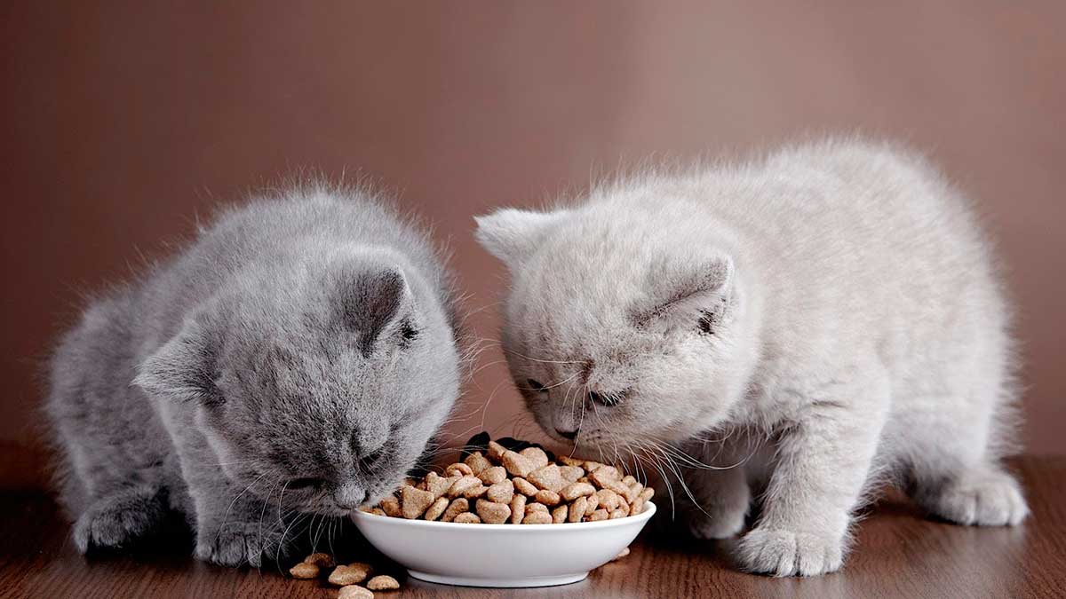 Чем кормить британских котят? чем нельзя кормить британских котят?