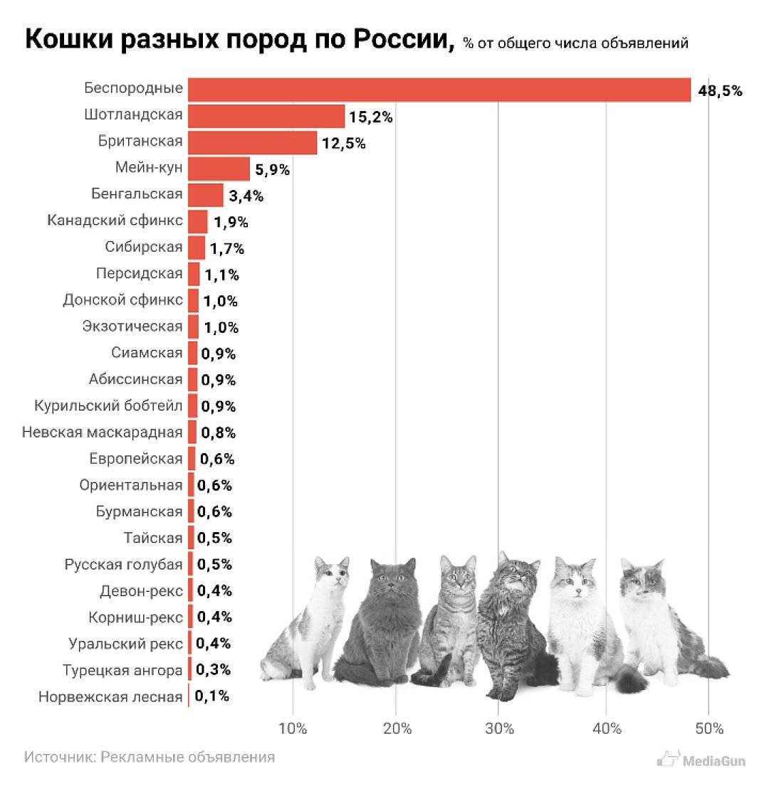 Диаграмма на тему кошки