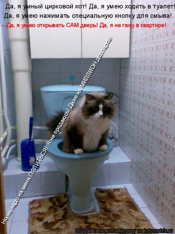 Запор у кота - что делать если кот не может сходить в туалет