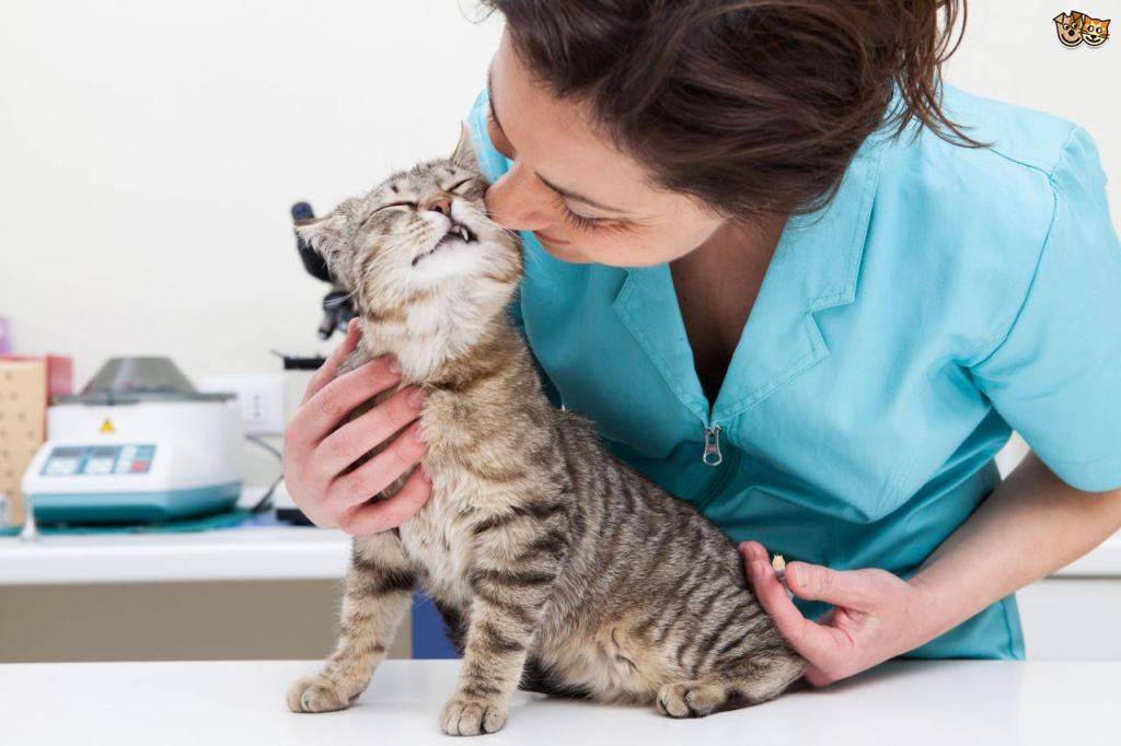 Гемобартонеллез кошек: симптомы и лечение, заразен ли для человека, лечение юнидокс