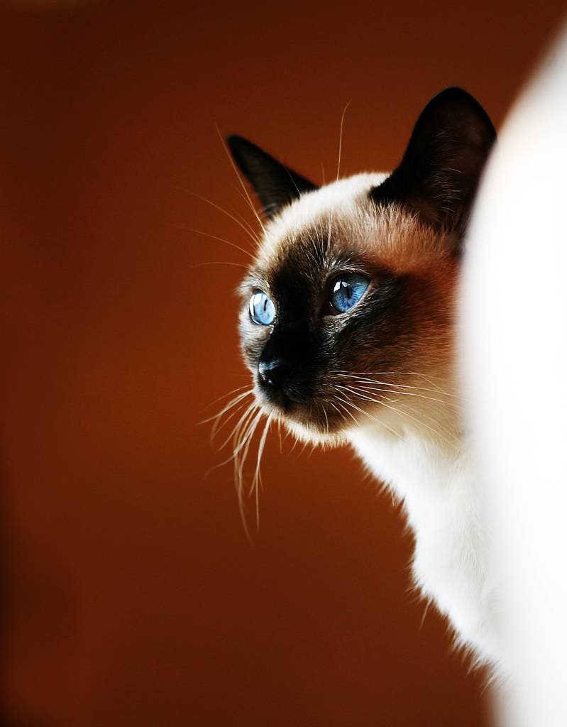 Сибирская кошка: описание породы, фото окрасов и питомники