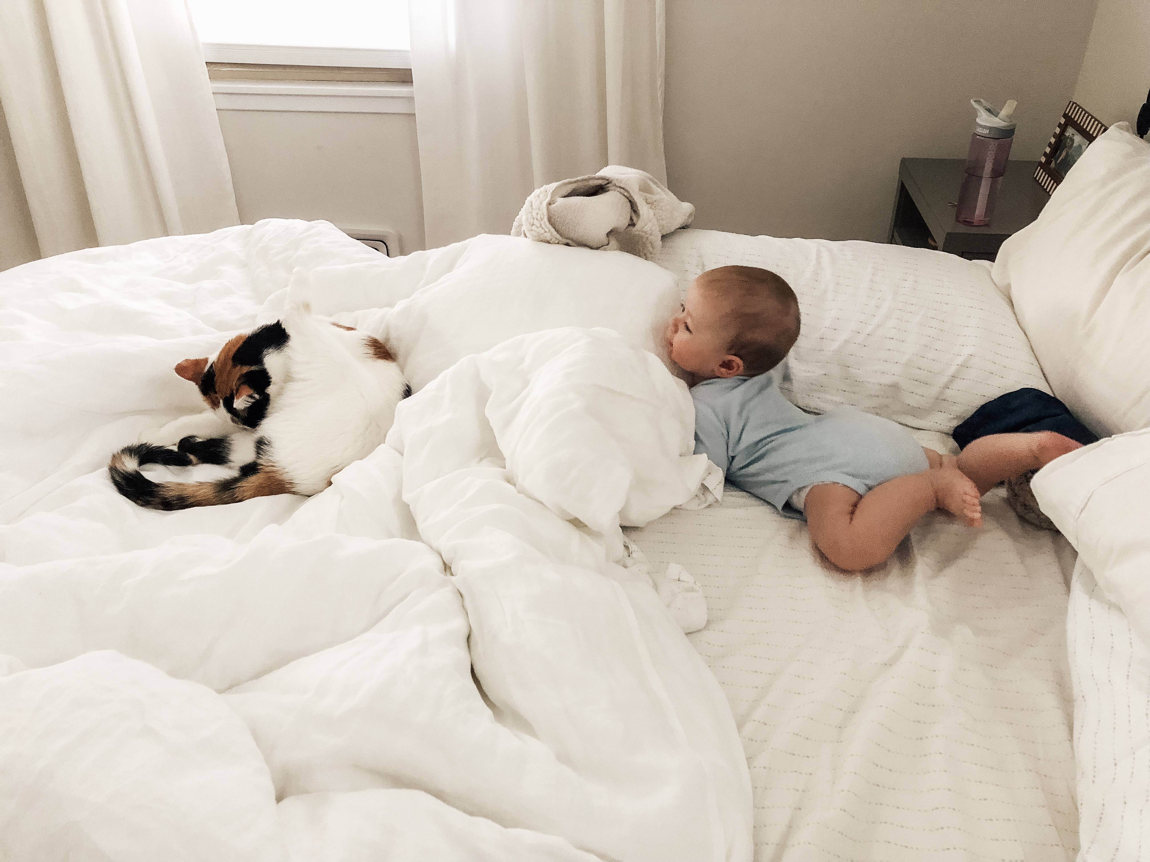 Животные в доме: польза и вред для младенца