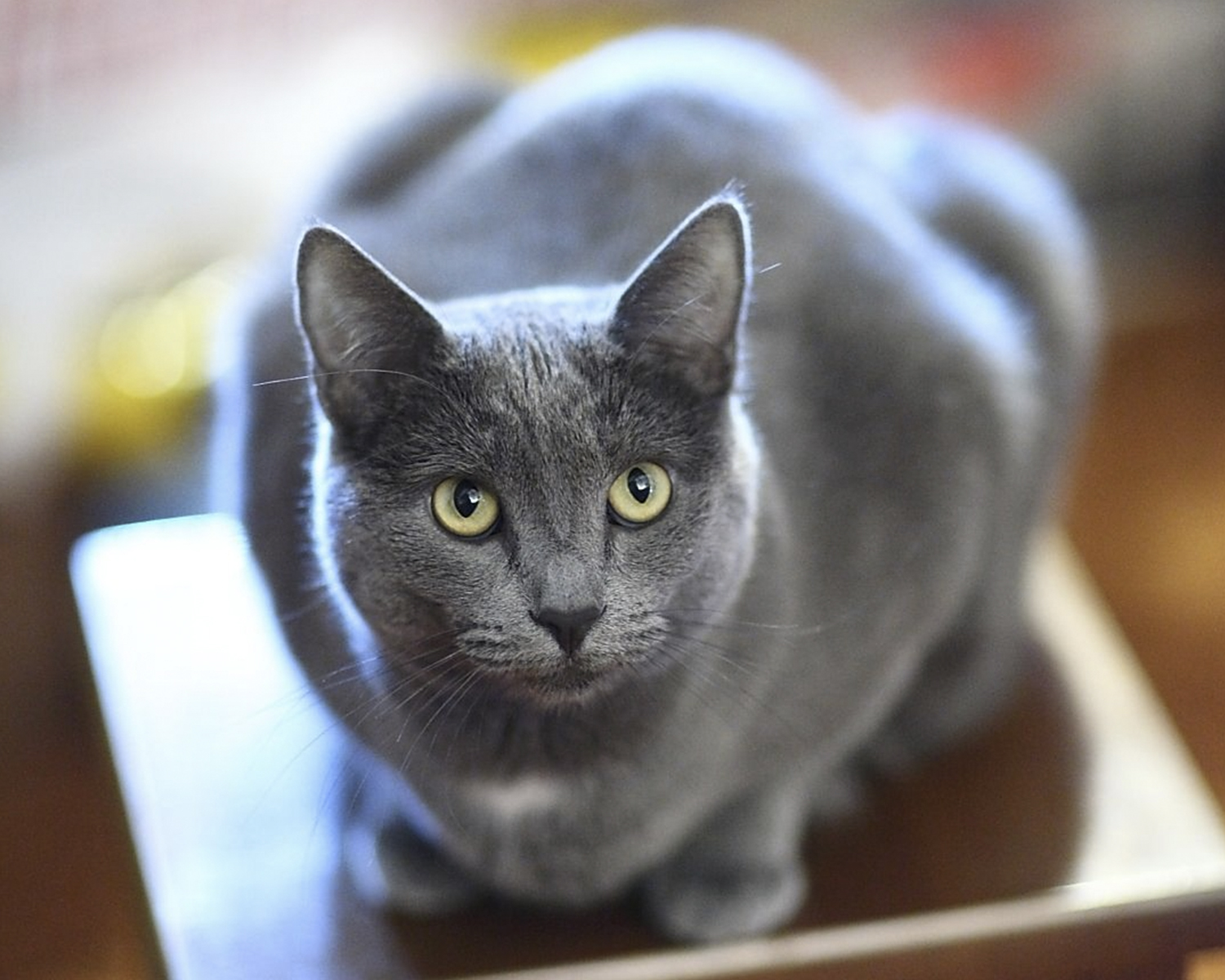 Как выглядит порода кошек русская голубая фото