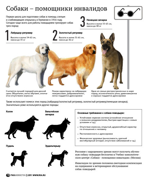 Как нужно выбирать щенка немецкой овчарки: советы и рекомендации
