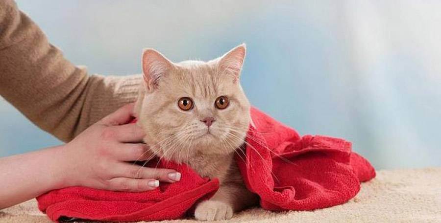 Можно ли мыть дегтярным мылом кошек и собак и помогает ли оно от блох