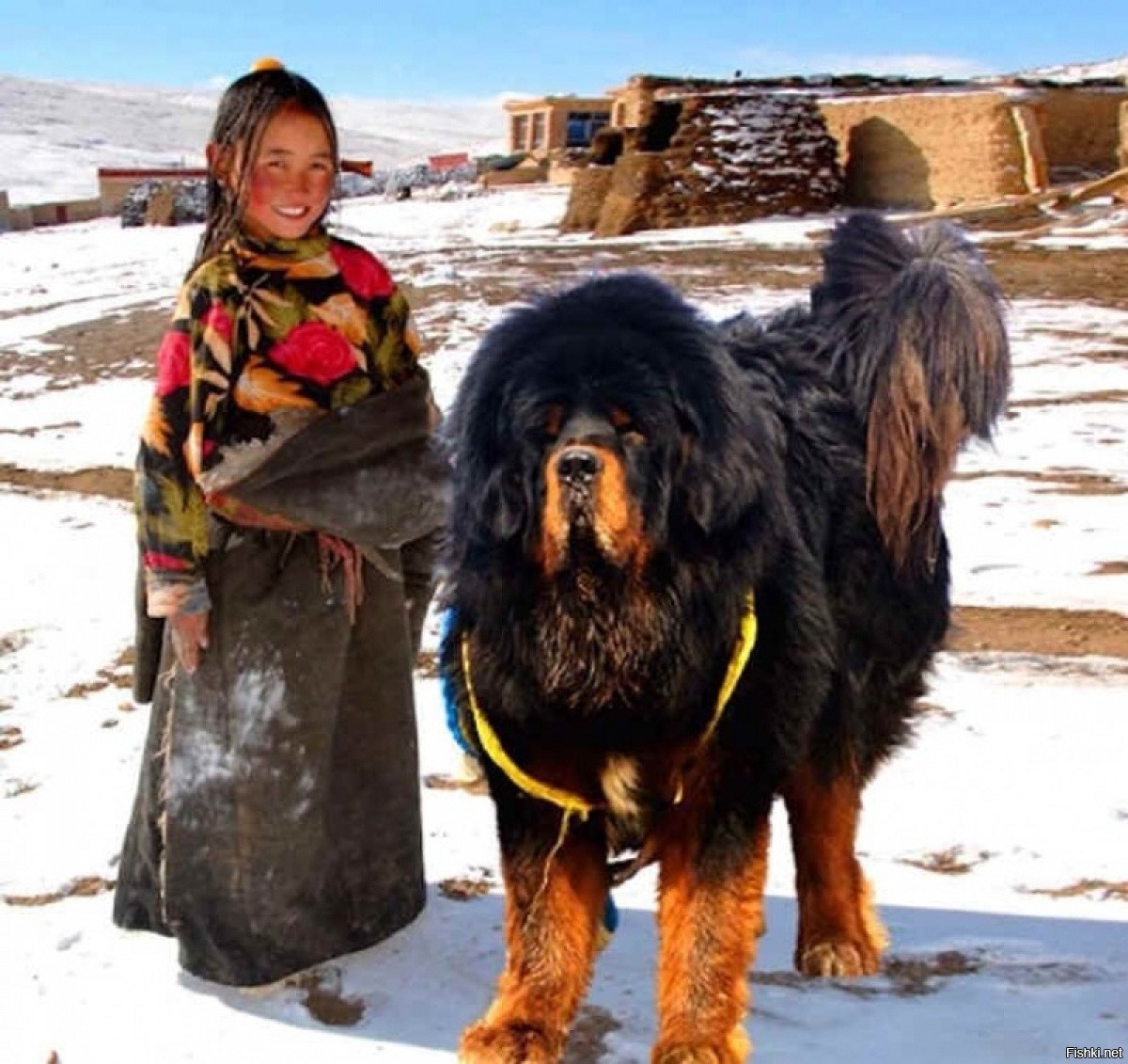 тибетский мастиф фото самый большой