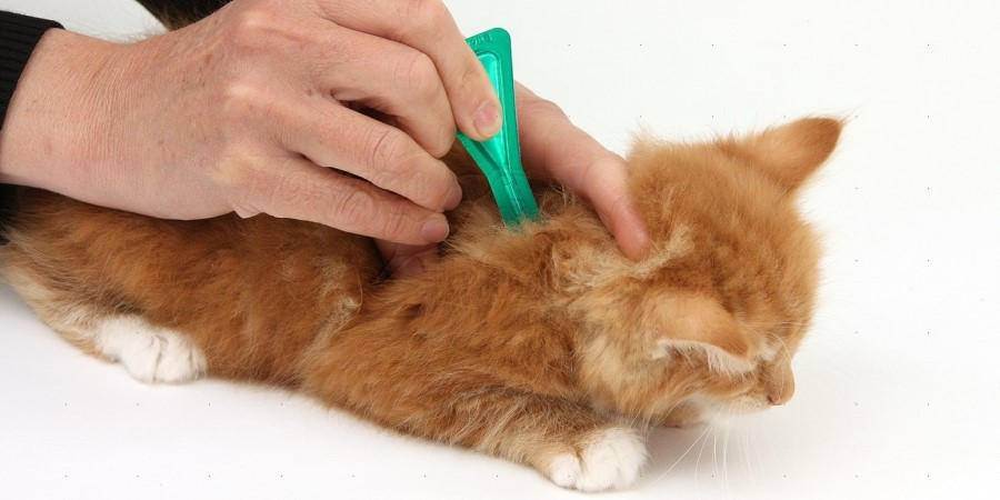 Глисты у кошки: признаки, лечение, профилактика