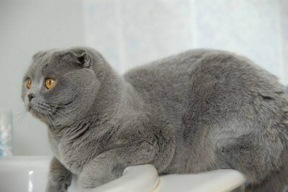 Окрасы шотландских кошек (31 фото): описание котят и котов голубого и черепахового, шоколадного и другого окраса