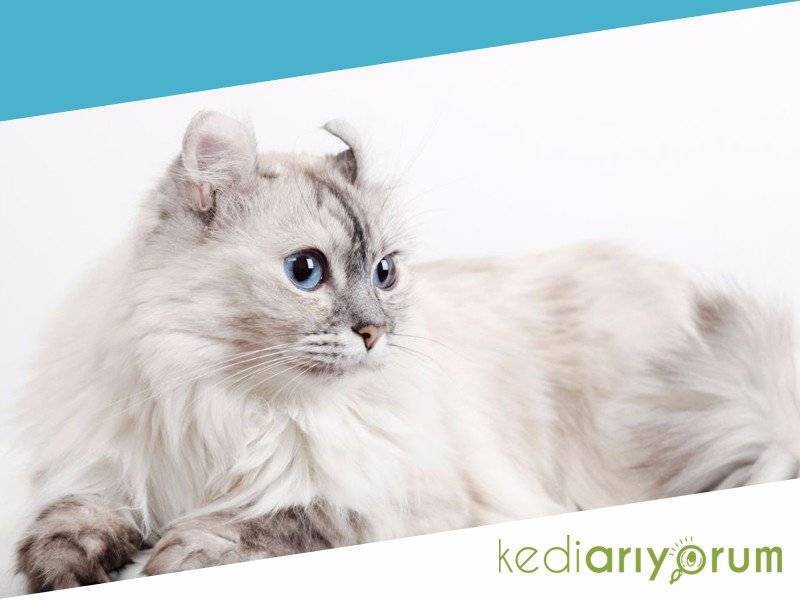 Американский керл: фото, цена, описание породы кошек