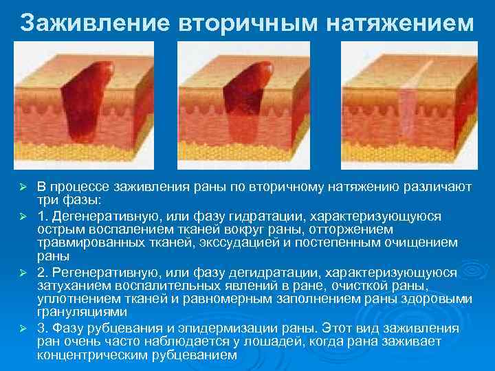 Чем обработать рану у кошки