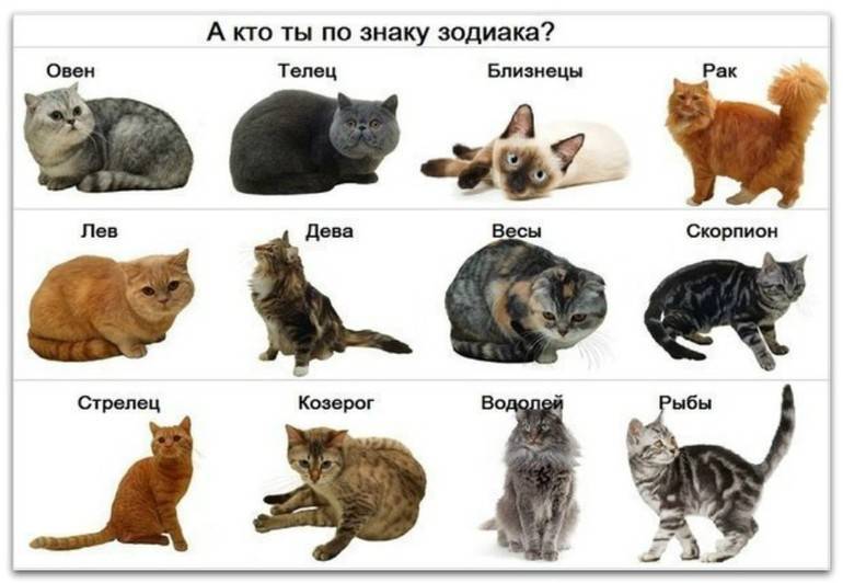 ᐉ лучшая порода кошек для квартиры – какого кота завести? - zoomanji.ru