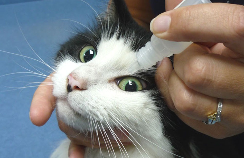 Как правильно закапать кошке глаза
