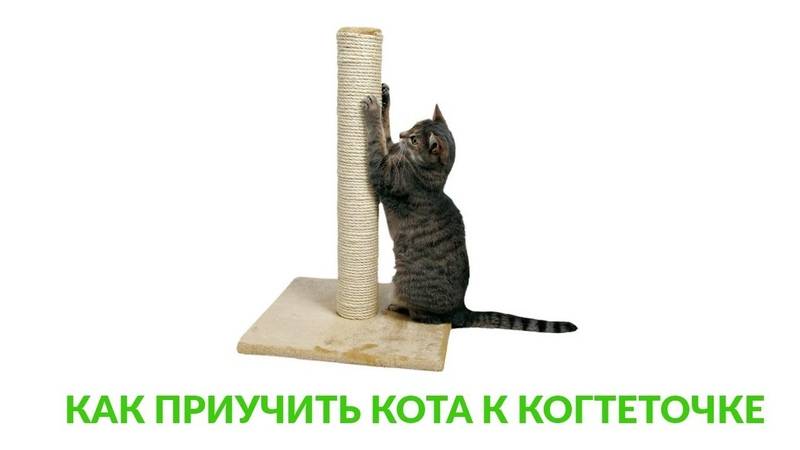 Как приучить кошку к когтеточке