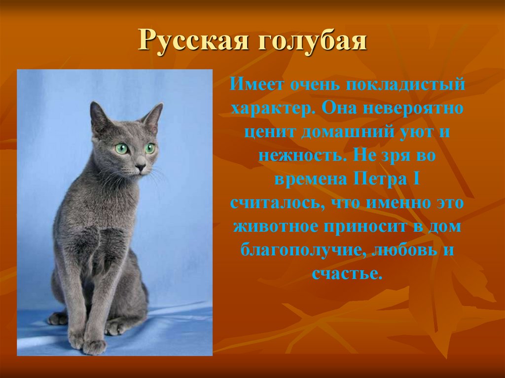 Стоит ли заводить русскую голубую кошку — плюсы и минусы породы | плюсы и минусы