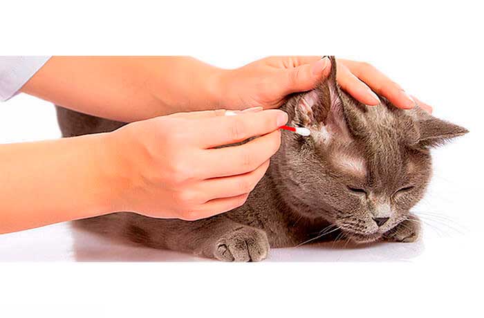 Как чистить уши кошке: полезные рекомендации ' кошки '
