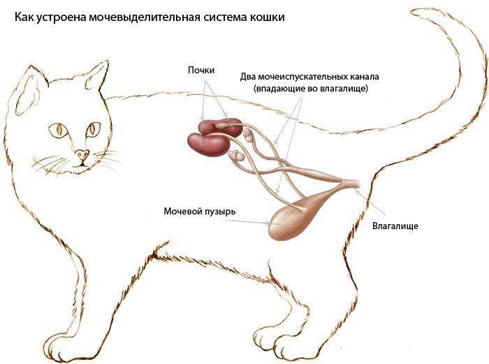 Причины возникновения крови в моче и частых мочеиспусканий у кошки, кота или котенка, диагностика и лечение