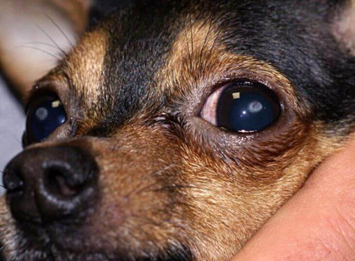 Собака щурит глаза: причины, что делать и чем лечить