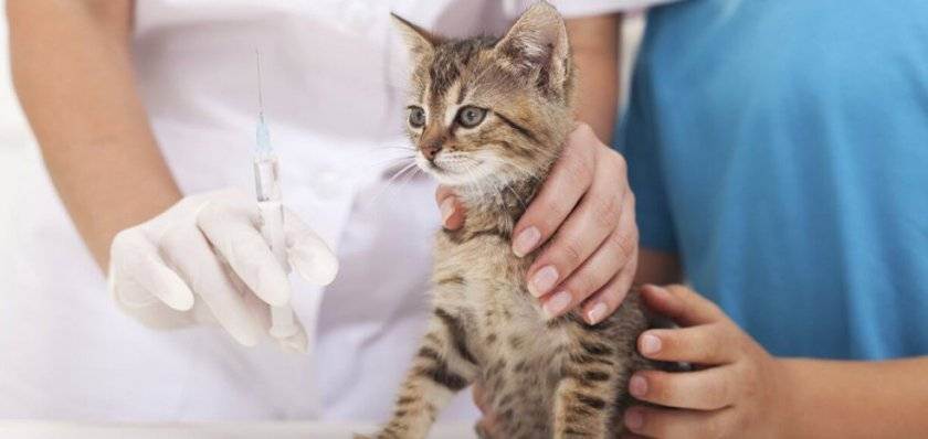График вакцинации кошек