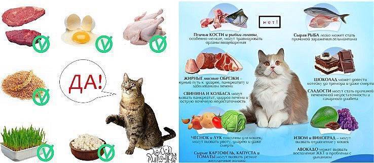 Комнатный хищник — можно ли давать коту сырое мясо