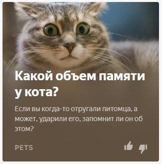 Как долго длится память у кошек - oozoo.ru