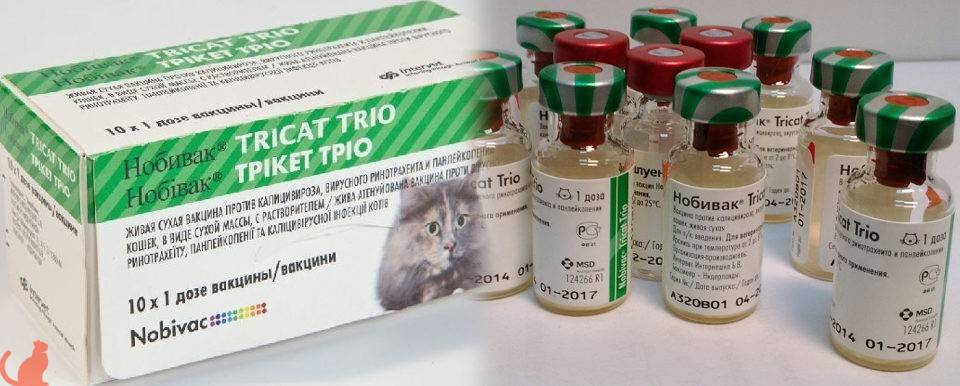 Вакцинация кошек и котят