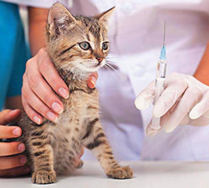 Инструкция по применению вакцины мультифел 4 для кошек