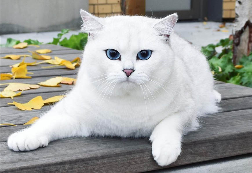 Кот коби: белая кошка с красивыми глазами, порода или кличка